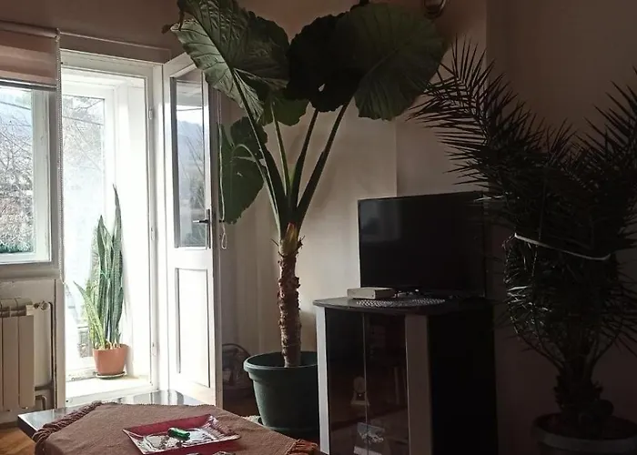 Bosa * アランジェロヴァツ